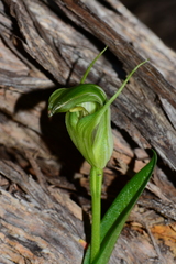 Pterostylis foliata