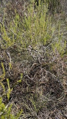 Epacris pulchella