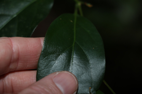 Image of Endiandra mulleri by (c) Greg Tasney, some rights reserved (CC BY-SA)