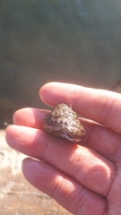 Tegulidae