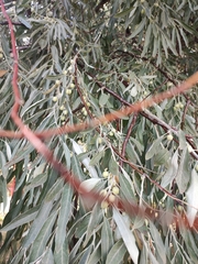 Elaeagnaceae