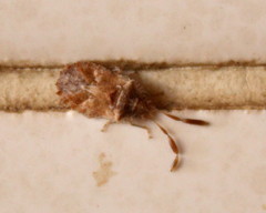 Phricodus