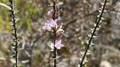 Epacris pulchella