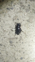 Dorcus rubrofemoratus yamadai