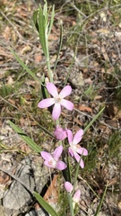 Eriostemon australasius