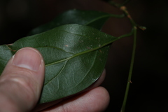 Endiandra muelleri muelleri