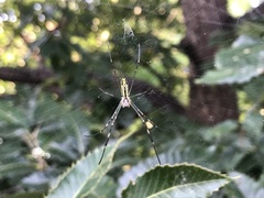 Trichonephila clavata