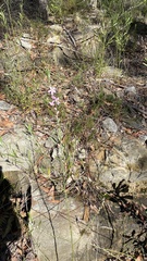 Eriostemon australasius