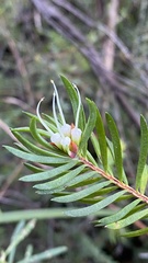 Darwinia procera