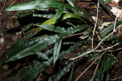 Blechnum patersonii