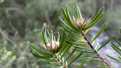 Darwinia procera