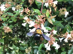 Xylocopa appendiculata circumvolans