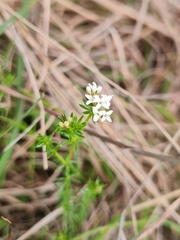 Asperula conferta