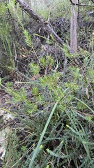 Darwinia procera