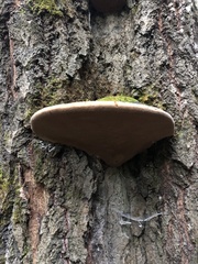 Phellinus populicola