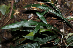 Blechnum patersonii