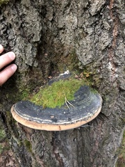 Phellinus populicola