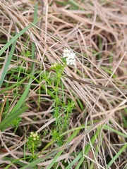 Asperula conferta