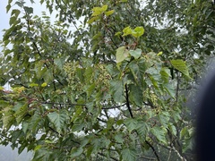 Acer morrisonense