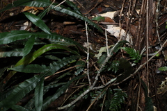 Blechnum patersonii