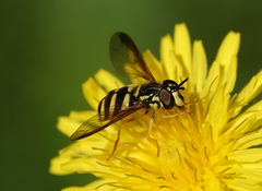 Chrysotoxum intermedium