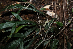 Blechnum patersonii