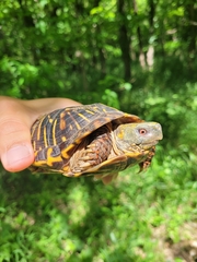 Terrapene ornata
