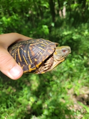 Terrapene ornata