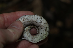 Pedinogyra rotabilis