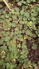 Oxalis
