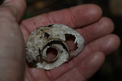 Pedinogyra rotabilis