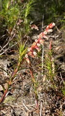 Dracophyllum secundum