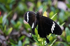 Papilio nephelus sunatus