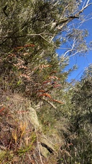 Dracophyllum secundum