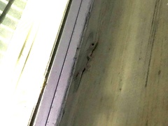 Gekko japonicus