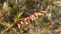 Dracophyllum secundum