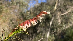 Dracophyllum secundum