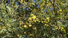 Acacia terminalis