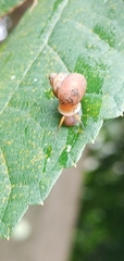 Gastropoda