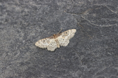 Idaea rusticata