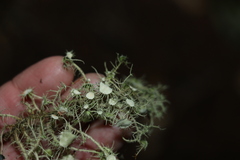 Usnea