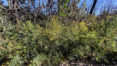 Acacia terminalis