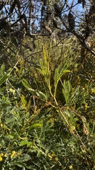 Acacia terminalis