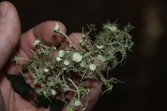 Usnea