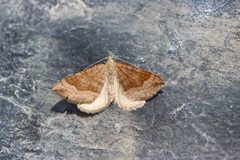 Scotopteryx chenopodiata