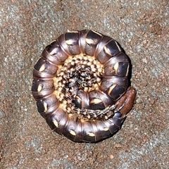 Phyllocladosoma dorrigense