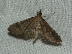 Metasia capnochroa