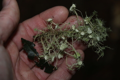 Usnea