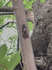 Graptopsaltria nigrofuscata