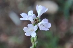 Verbena officinalis